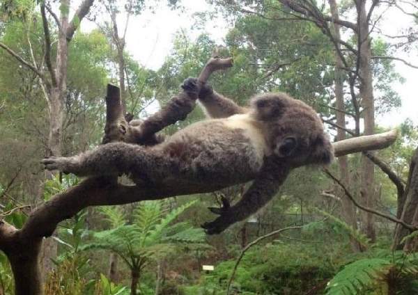 Shangrala's Koalas Up Close