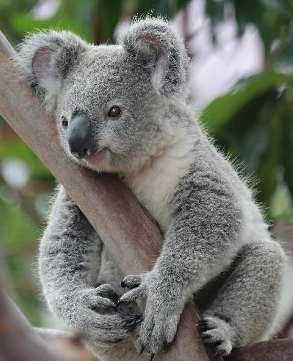 Shangrala's Koalas Up Close