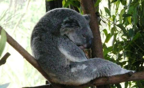 Shangrala's Koalas Up Close