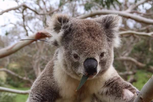 Shangrala's Koalas Up Close