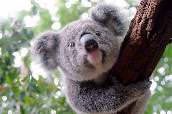 Shangrala's Koalas Up Close