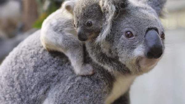 Shangrala's Koalas Up Close