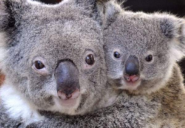 Shangrala's Koalas Up Close