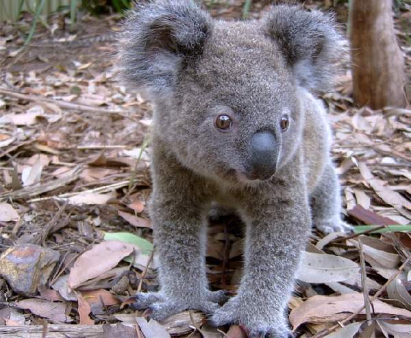 Shangrala's Koalas Up Close