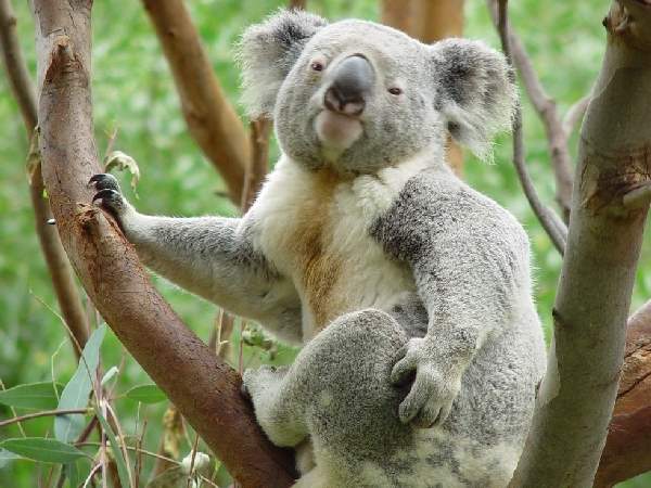 Shangrala's Koalas Up Close