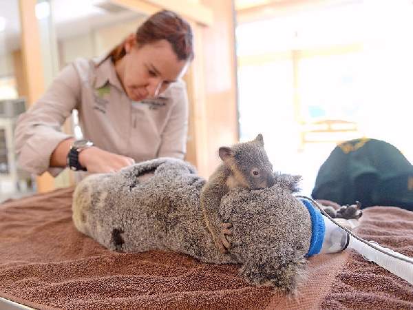 Shangrala's Koalas Up Close