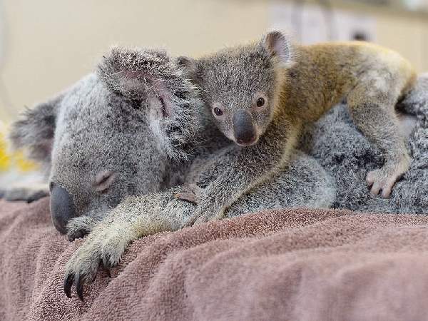 Shangrala's Koalas Up Close