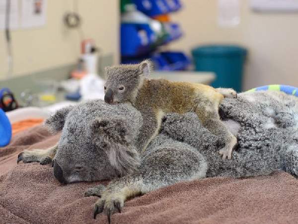 Shangrala's Koalas Up Close