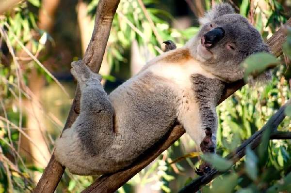 Shangrala's Koalas Up Close