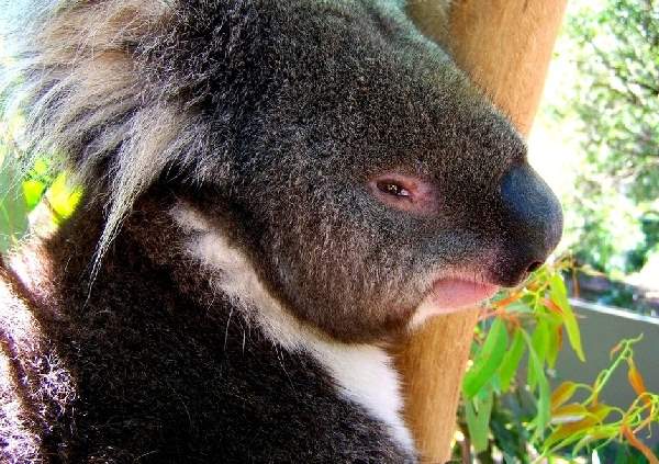 Shangrala's Koalas Up Close