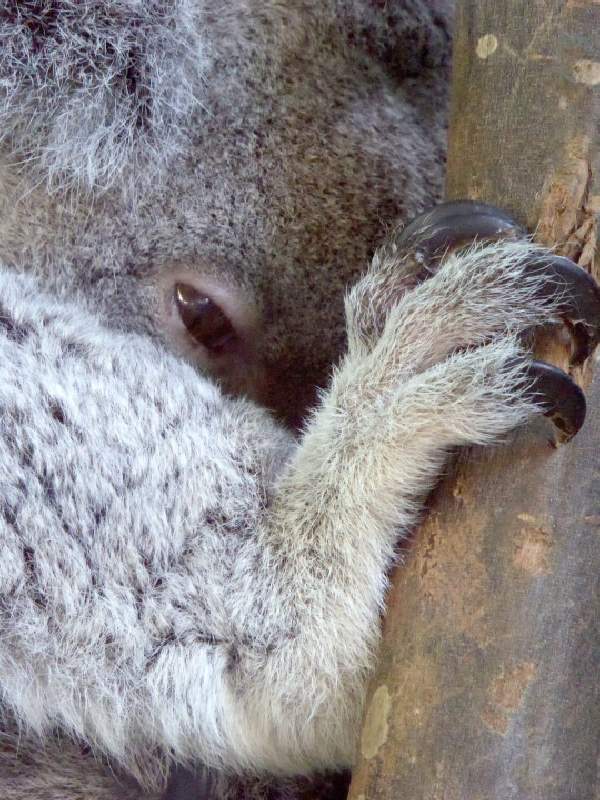 Shangrala's Koalas Up Close