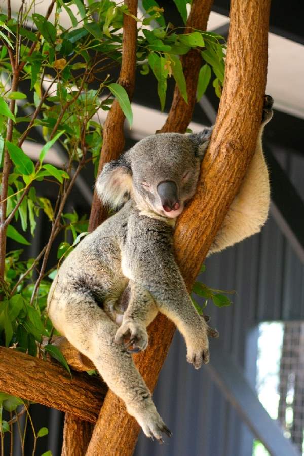 Shangrala's Koalas Up Close