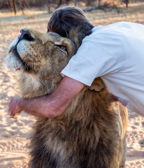 Shangrala's Zion The Lion