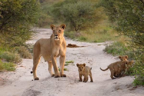 Shangrala's Lioness And Fox