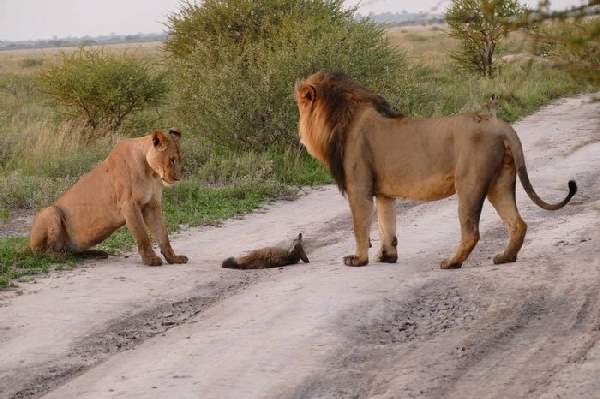 Shangrala's Lioness And Fox