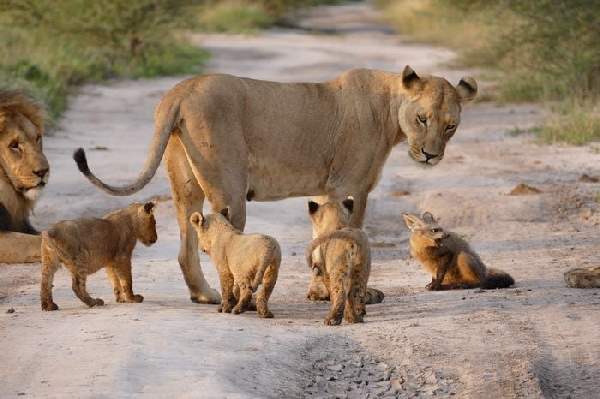 Shangrala's Lioness And Fox