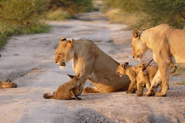 Shangrala's Lioness And Fox