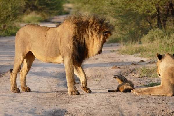 Shangrala's Lioness And Fox