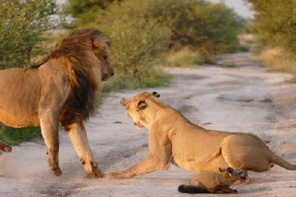 Shangrala's Lioness And Fox