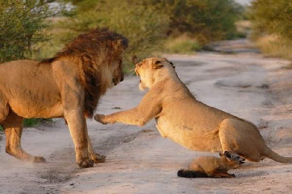 Shangrala's Lioness And Fox