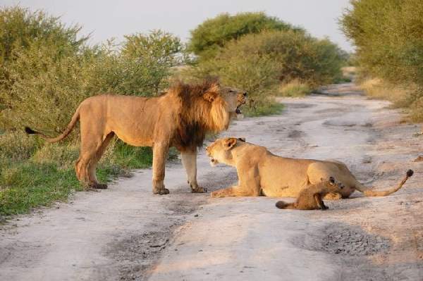 Shangrala's Lioness And Fox