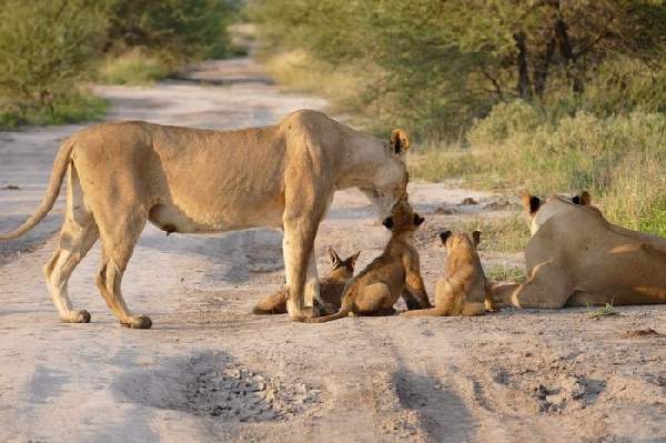 Shangrala's Lioness And Fox