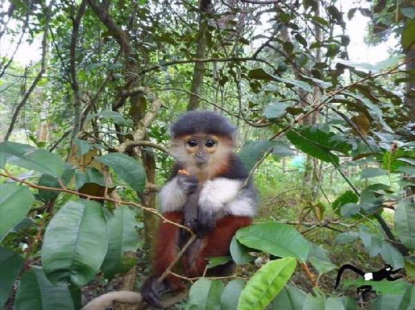 Shangrala's Endangered Primates!