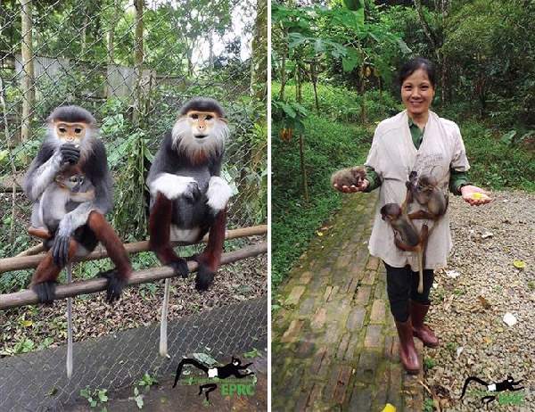 Shangrala's Endangered Primates!