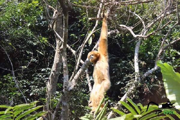 Shangrala's Endangered Primates!