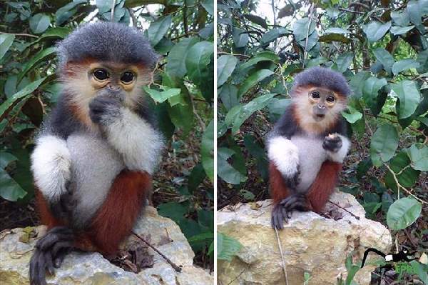 Shangrala's Endangered Primates!