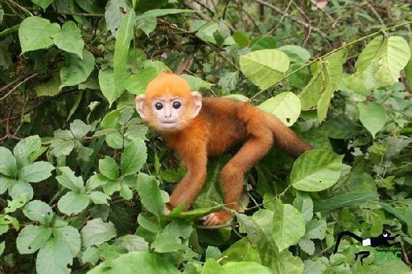 Shangrala's Endangered Primates!