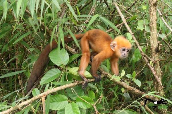 Shangrala's Endangered Primates!