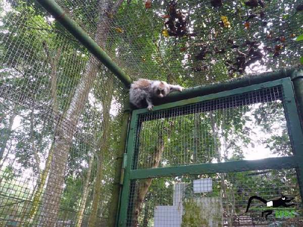 Shangrala's Endangered Primates!