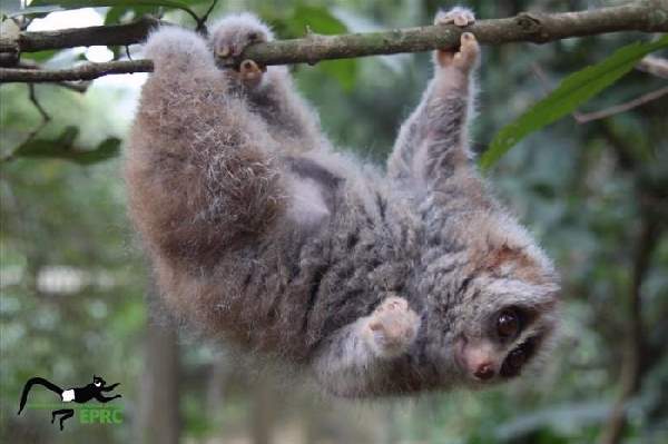 Shangrala's Endangered Primates!