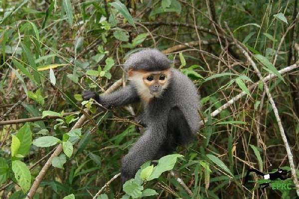 Shangrala's Endangered Primates!