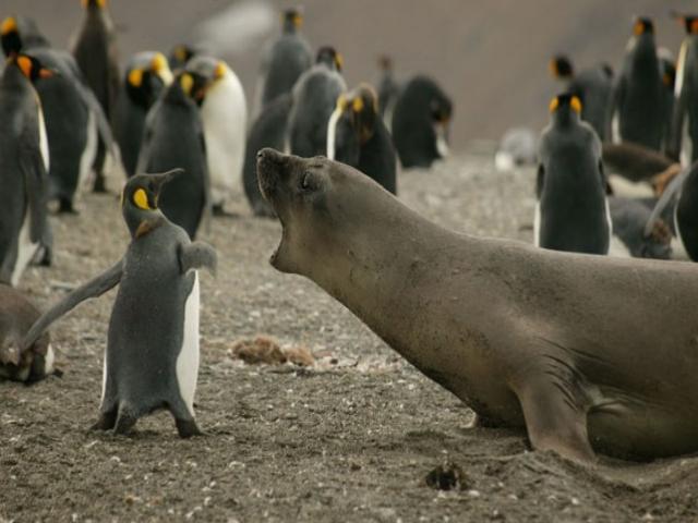 Shangrala's Best Of National Geographic 3