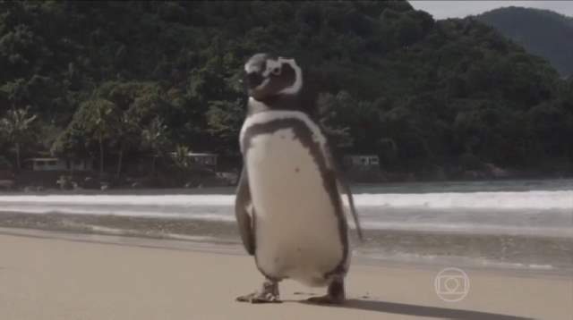 Shangrala's Penguin Rescue Story