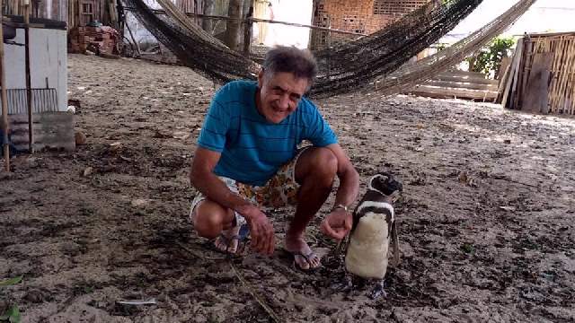 Shangrala's Penguin Rescue Story