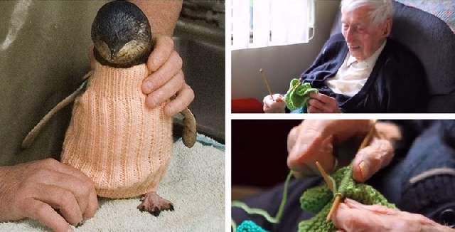 Shangrala's Australian Penguins Rescued