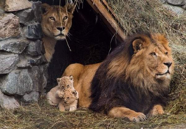 Shangrala's Animal Family Portraits