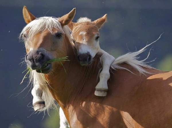 Shangrala's Animal Family Portraits