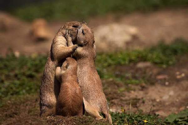 Shangrala's Animal Family Portraits