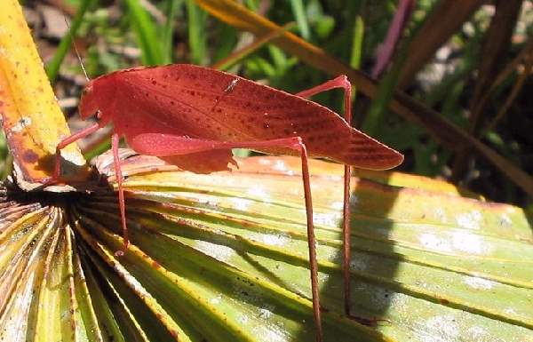 Shangrala's Rarely Seen Critters