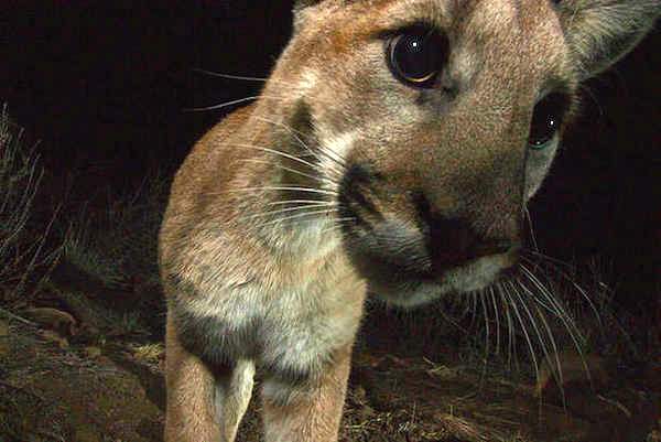 Shangrala's Animal Friends 3