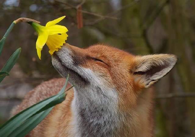 Shangrala's Sweet Animals With Flowers