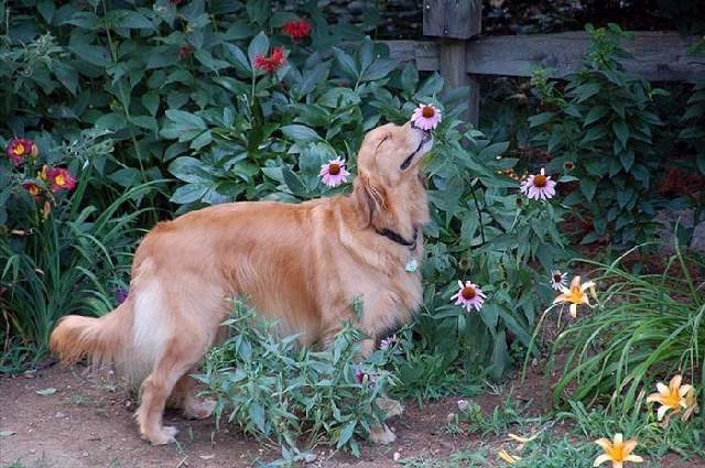 Shangrala's Sweet Animals With Flowers