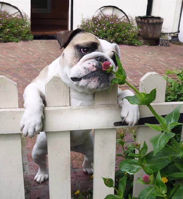 Shangrala's Sweet Animals With Flowers