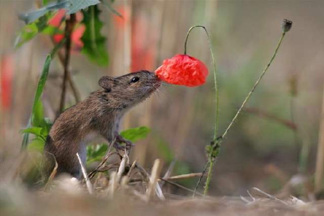 Shangrala's Sweet Animals With Flowers