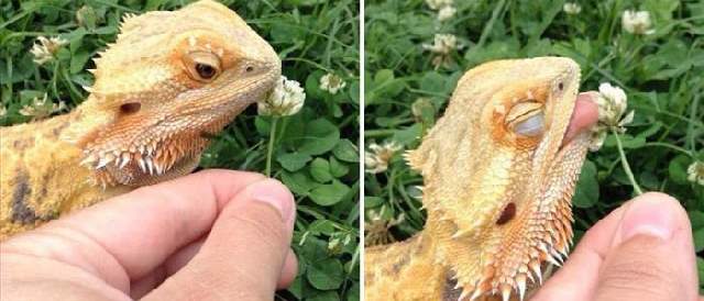 Shangrala's Sweet Animals With Flowers