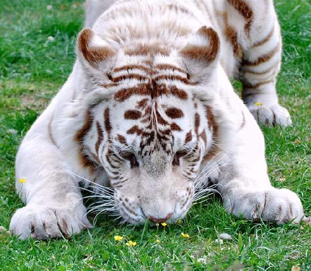 Shangrala's Sweet Animals With Flowers